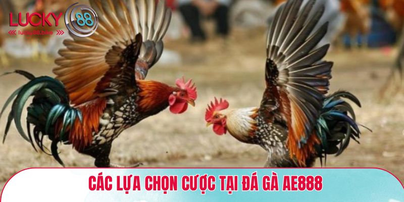 Các hình thức đá gà độc đáo tại AE888