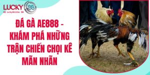 đá gà ae888 khám phá những trận chiến kê mãn nhãn