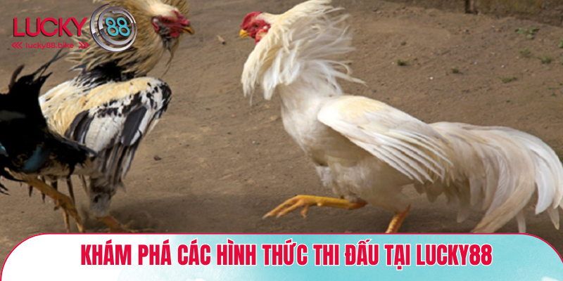 Khám phá các hình thức thi đấu tại Lucky88