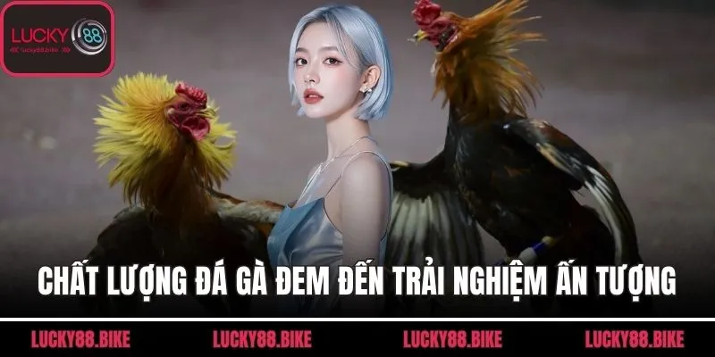 Chất lượng đá gà đem đến trải nghiệm ấn tượng